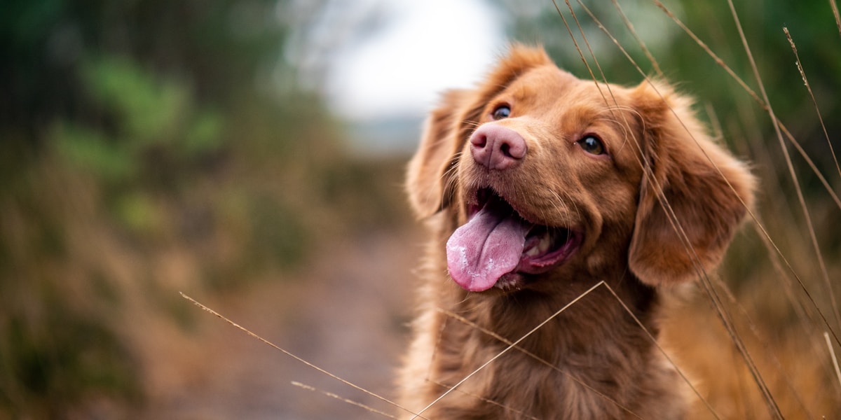 Pure happiness