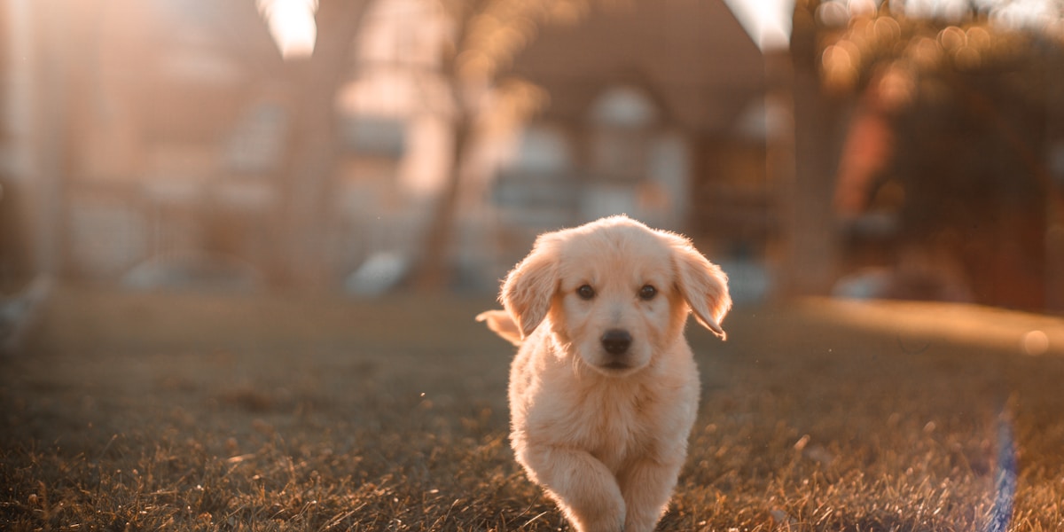Every walk, an adventure